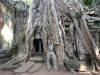 Ta Phrom Wurzeln