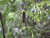 Spinne