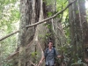 Riesiger Baum