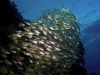 Fischschwarm Fischschwarm