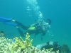 Riff Diving