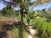 Bamboo Island Dschungel Bamboo Island Dschungel